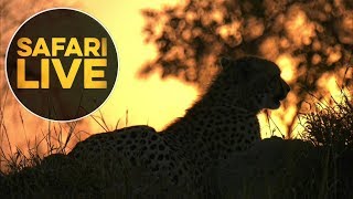 safariLIVE - Sunrise Safari - June 25, 2018