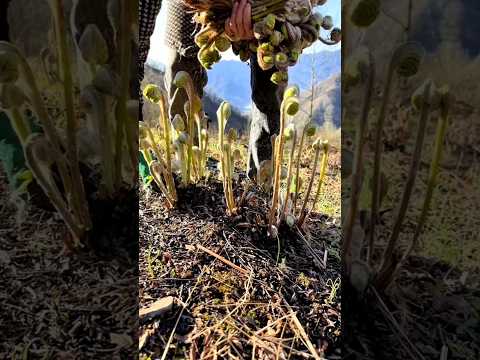 #shorts #agriculture #farming2024 #satisfying #machine #shot #EliteShortsUnleashed #5337