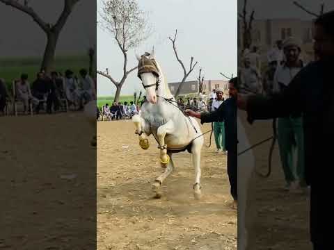 G o sona gora#viral #ytshorts #whatsappstatus #horse #love #horselover #nukra #goradance #tamoor