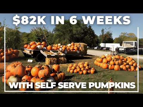 23-Year-Old Makes $82,000 in 6 Weeks Selling Pumpkins