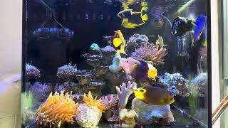 Sunshine fish tank