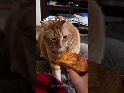 ليه بيكرهو اابرتقال ؟؟؟ #cat #اكسبلور #كوميديات #قطط #تحشيش #هتضحك