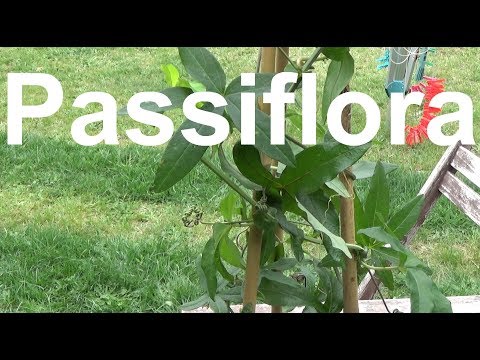 Passionsblumen Passiflora pflege Standort vermehren schneiden gießen düngen überwintern