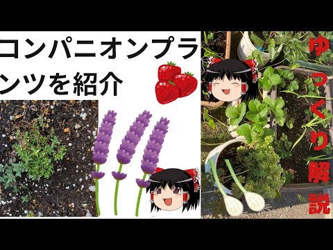 野菜、ハーブ、花の中でイチゴに最適なコンパニオンプランツは何ですか?  庭園