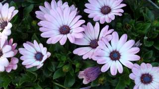 Download lagu Dimana - Hetty Koes Endang mp3