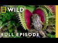 The Animal Kingdom’s Most Dangerous Bites | World’s Deadliest Compilation | Nat Geo Animals