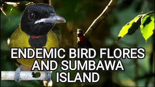 Download lagu SAMYONG ( bare throated whistler ) , ENDEMIC BIRD FLORES AND SUMBAWA ISLAND FROM INDONESIA mp3