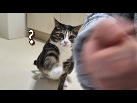 이렇게 하면 고양이가 못 때린다고 해서 해봤더니!! 큰언니도 놀랐어요