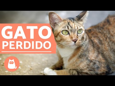 If a cat gets lost, does it come home?