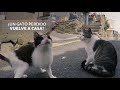 Si un gato se pierde, ¿vuelve a casa?