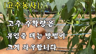 [고추농사]고추수확량은 유인줄 매는 방법이 크게 좌우합니다