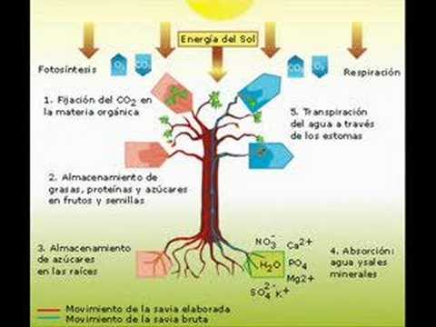 El Reino de las Plantas - Areaciencias
