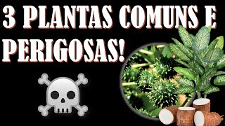 3 Plantas comuns e perigosas