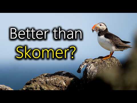 I Went to the Isle of May for Puffins - Here's What I Learned