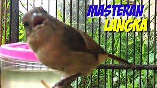 Download lagu flamboyan gacor ngebren dan nyiul ampuh untuk pancingan dan masteran mp3