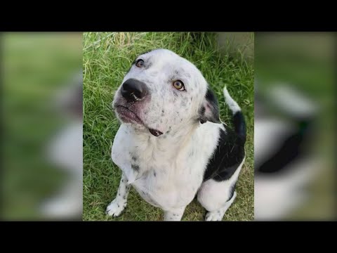 Heeler mix named Atlas needs home after July Fourth flooding | Forgotten Friends