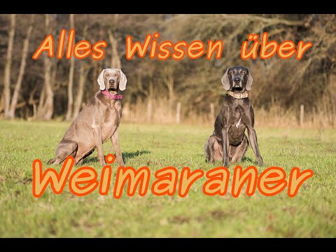 DAS ultimative Weimaraner Video
