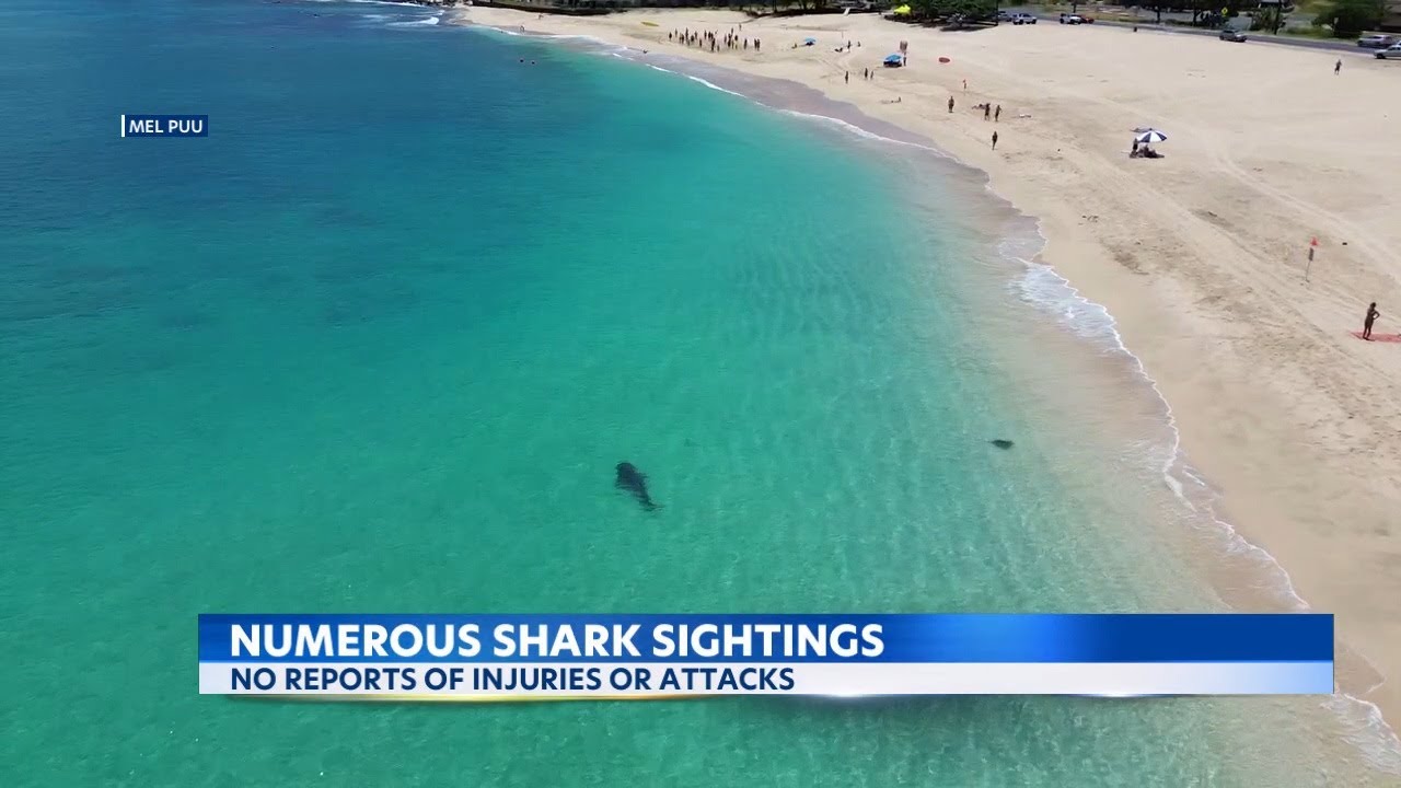 How can drone cameras be used for shark sightings on Oahu?