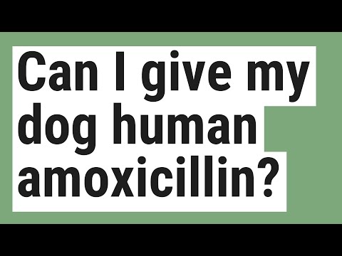 Can I give my dog human amoxicillin?
