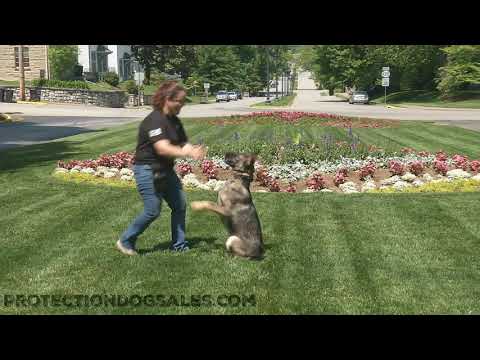 Going Down Town Super Obed/Tricks "Vargo" 11 Mo's Sable German Shepherd Elite Super Dog Development