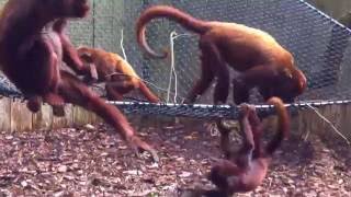 Red Howler&#39;s fighting - Apenheul Primate Park