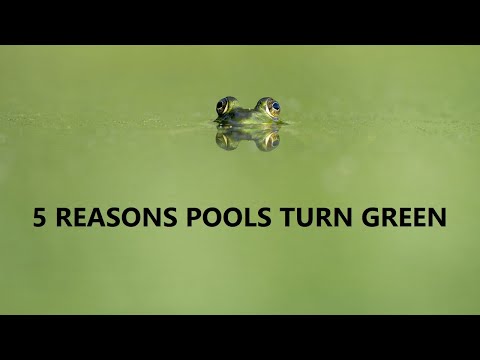 Why Do Pools Turn Green?