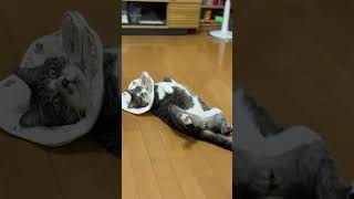 へそ天でこちらを見てくるネコ