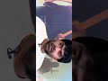 STR ComeBack Status Full Screen Circus X Gimme More Maanaadu Simbu Venkatprabhu Yuvan Loop