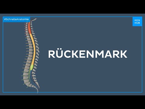 Rückenmark - Anatomie einfach erklärt | Kenhub