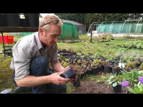 download lagu mp3 mp4 Can I Plant My Cyclamen Outside, download lagu Can I Plant My Cyclamen Outside gratis, unduh video klip Can I Plant My Cyclamen Outside