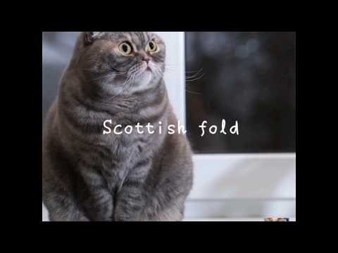 A cat with funny ears  (SCOTTISH FOLD)