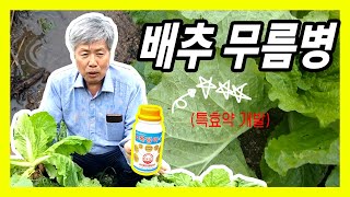 배추 무름병이 심각합니다. 비가 계속오네요. 지금 대책법 알려드립니다.