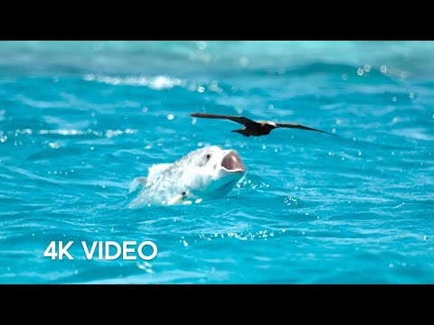 This Fearless Fish Hunts Birds!