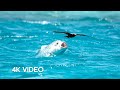 Fish Vs Bird 4K UHD Blue Planet II BBC Earth