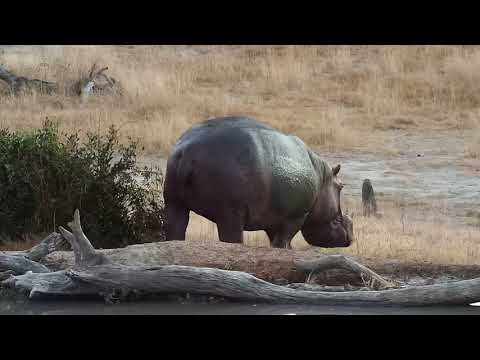 Djuma: Hippo with injured leg leaving the pan - 06:26 - 07/06/19