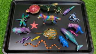 Gentle Giants & Tiny Friends 🐋 Whale, Starfish, Beetle and More