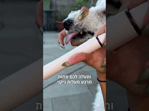 ערכת ביתית לניקוי אבן שן לכלבים