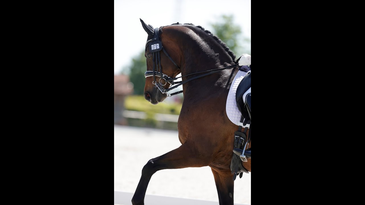 Freestyle Allegro BK 2023