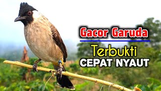 Download lagu Suara Burung Kutilang Gacor Full Garuda Khusus Untuk Masteran mp3 Download lagu Suara Burung Kutilang Gacor Full Garuda Khusus Untuk Masteran mp3