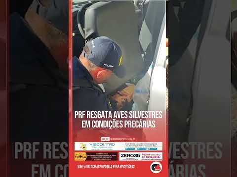 PRF resgata aves silvestres em condições precárias #Shorts