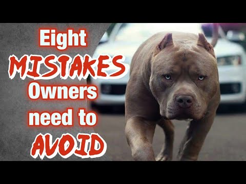 8 MISTAKES new American Bully Owners Make!