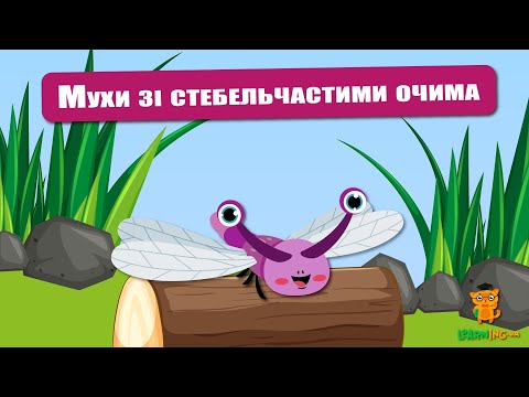 🍀 Дива природи. Явища навколо нас. Діопсиди — мухи зі стебельчастими очима 🌏