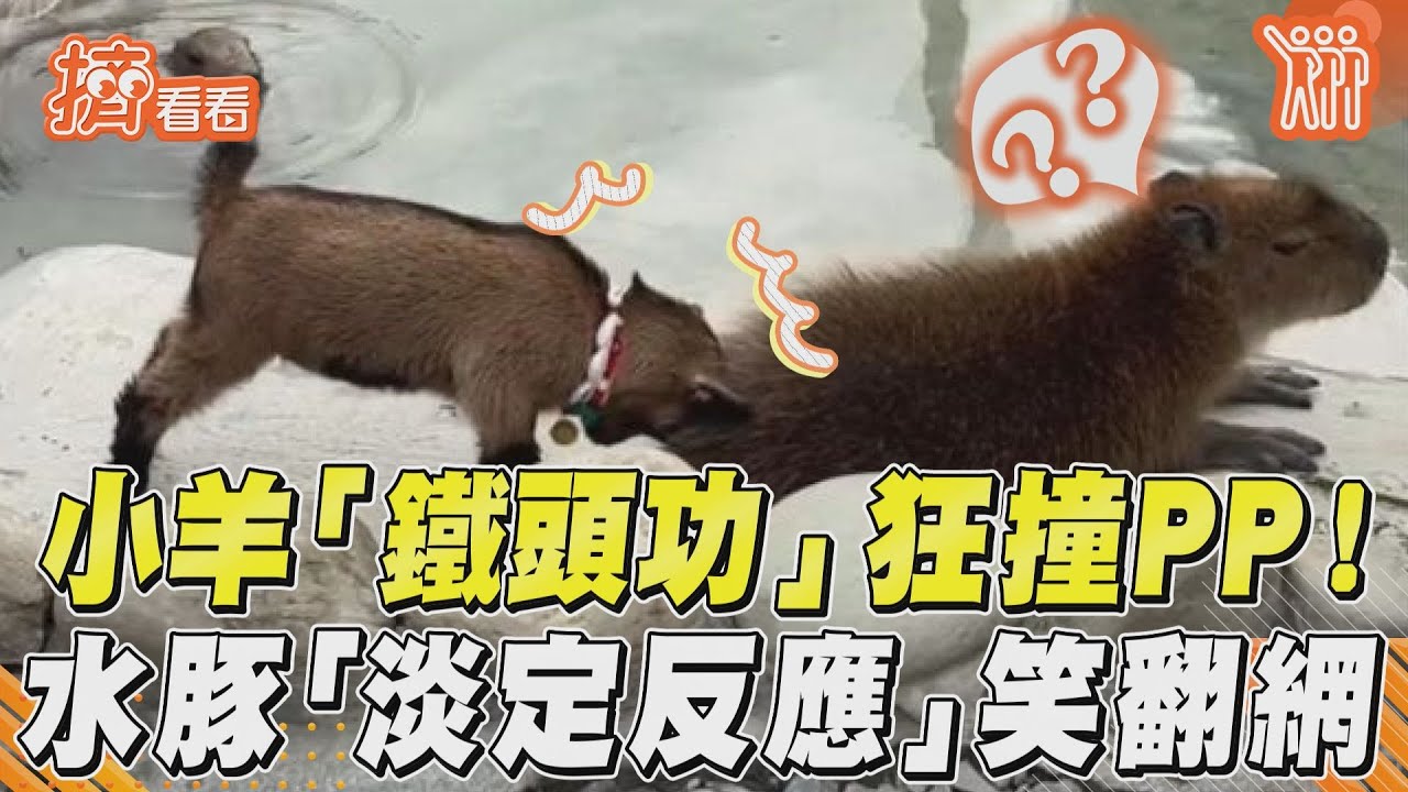 影音／小羊「鐵頭功」狂撞PP！　水豚「淡定反應」笑翻網