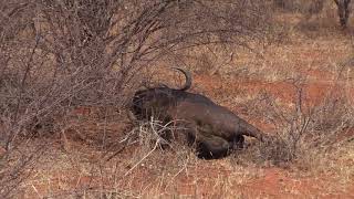 2018 Cape Buffalo Hunt