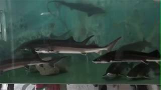 Luxury Restaurant selling caviar in Pyongyang North Korea (english sub)