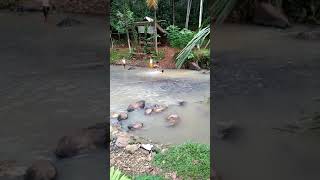 Download lagu Orok Banten mp3