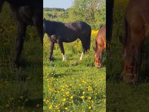 Irish Cob