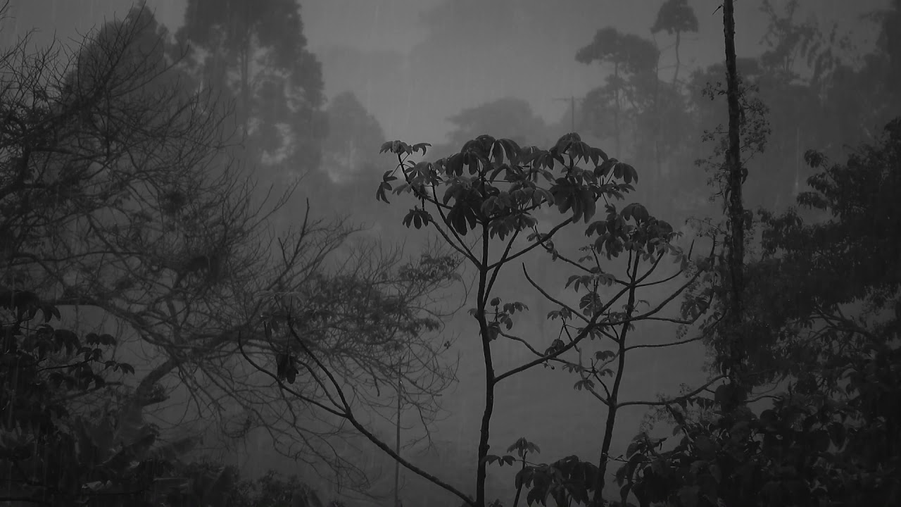 Rain & Thunderstorm Sounds, Nature & Rain Sounds to Relax, Meditate, Study & Fall Asleep