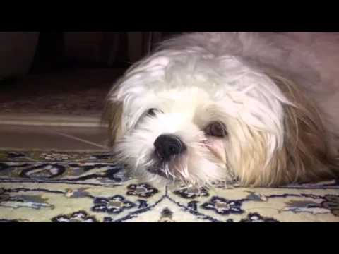 Teddy the Sleepy dog