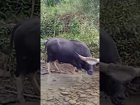 Mithun (Gayal) || State animal of Arunachal Pradesh